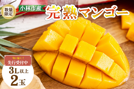 【数量限定・先行受付】厳選大玉宮崎完熟マンゴー 2玉（計1kg程度） フルーツ マンゴー