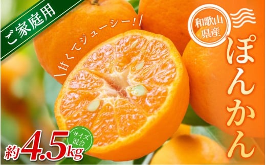 【ご家庭用】手選別 ぽんかん 約4.5kg 和歌山県産 2S~2Lサイズ混合※2026年1月上旬～2月上旬頃に順次発送【mrmt012】