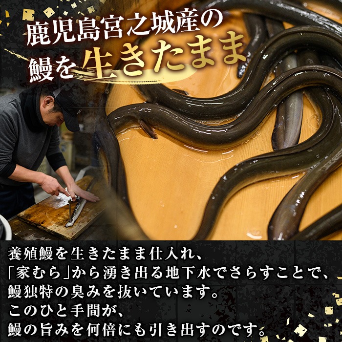 No.309 鹿児島県産うなぎの炭火白焼(1尾・生わさびとタレ付)と自慢の出汁巻き卵1本付！ 国産 九州産 鰻 ウナギ うな重 うな丼 白焼き 卵焼き 出汁巻き おかず お土産 セット 冷凍【家むら】