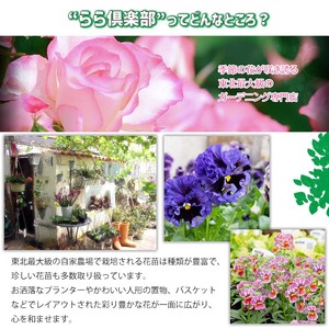 東北最大級のガーデニング専門店 厳選 『季節の寄せ植え』 4種類 ～ 6種類 【花工房らら倶楽部】 花 生花 フラワー 植物 観葉植物 寄せ植え 季節 鉢植え 鉢 ポット ガーデニング 庭 玄関 ベラ