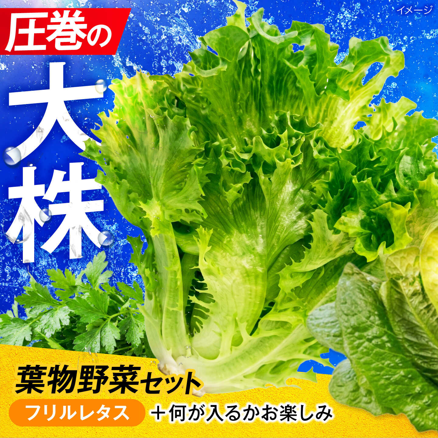 【ふるさと納税】ツバキベジムーブの野菜セット フリルレタスと何が入るかお楽しみ /サラダ レタス 葉野菜 サンドイッチ 小浜市 / ツバキベジムーブ【配送不可地域：北海道・沖縄・離島】[BFEP001]