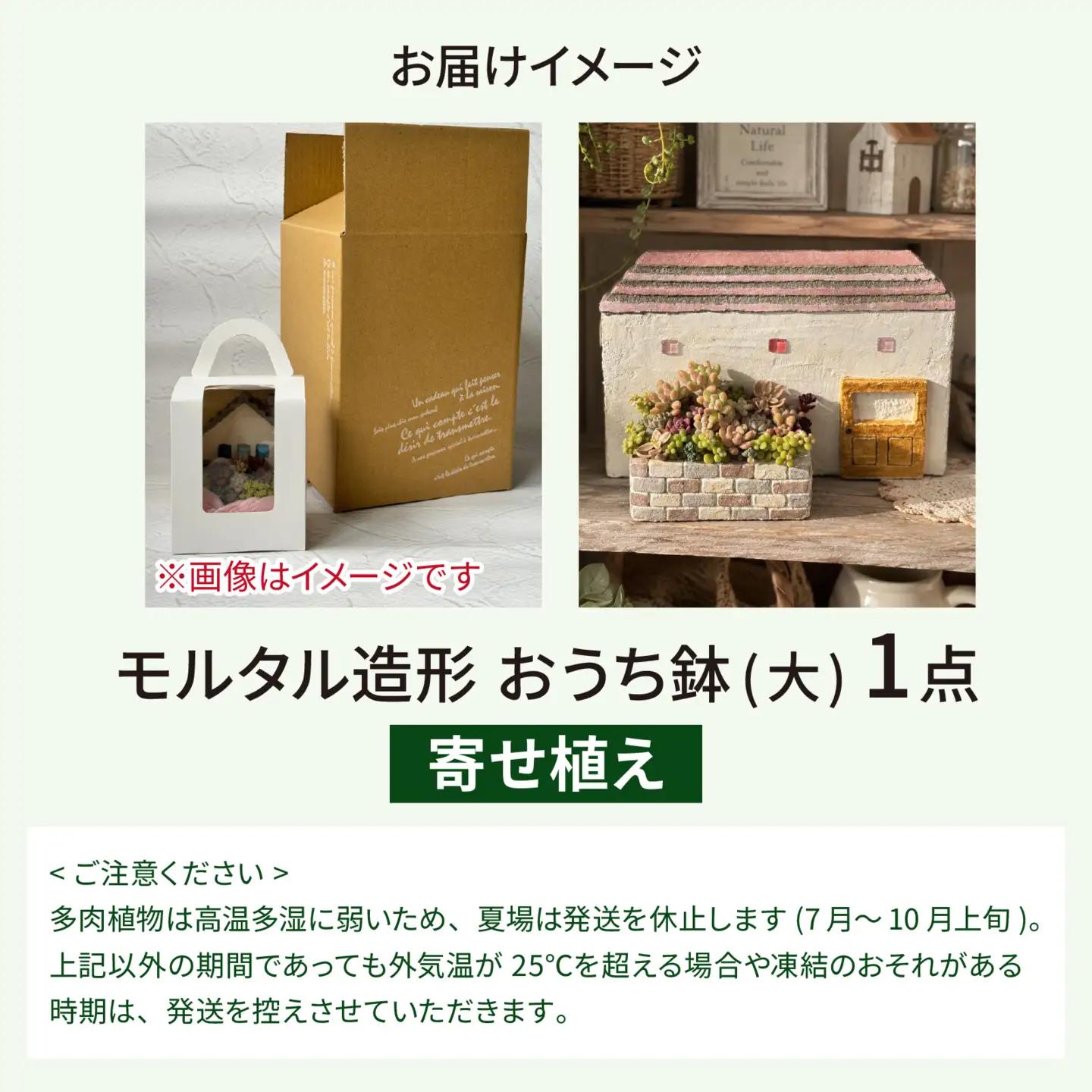 【期間限定】モルタル造形おうち鉢(大)と多肉植物の寄せ植え [A-078006]