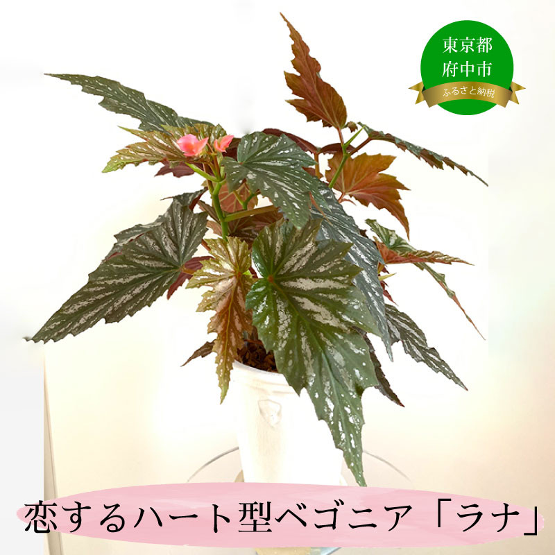 
恋するハート型ベゴニア「ラナ」
