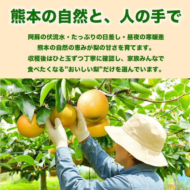 旬の梨 品種おまかせ 約3kg（4～12玉）【梨 なし 果物 フルーツ デザート 食後 熊本県産】※配送不可：離島