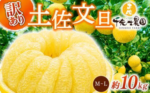 【 先行予約受付 】【 R9年発送 】 土佐文旦 M~L 約10kg 訳あり 果物 柑橘 高知県 特産品 文旦 ぶんたん ブンタン 爽やか 酸味 甘い 果汁 ジューシー プリプリ 食感 芳香 ご家庭用 ワケあり 不揃い 千光士農園 2月 3月 4月 発送 M~Lサイズ 22~29玉 詰め合わせ 贈答用 ギフト 南国 フルーツ 冬 春 季節 旬 特大 安芸市 高知県