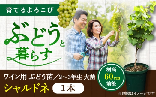 ワイン用 ブドウ苗(シャルドネ) 6号鉢入り 2〜3年生 大苗 樹高60cm前後 苗 /  木 苗木 ベリー シャルドネ 鑑賞 ぶどう 実 収穫 自作 飲み物 香り 白ワイン ワイン【Herb＆Rose】 [BHCQ007]