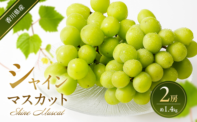 シャインマスカット 2房 (約1.4kg)  葡萄 ぶどう ブドウ フルーツ 果物 くだもの 果実 旬の果物 旬のフルーツ 香川 香川県 東かがわ市