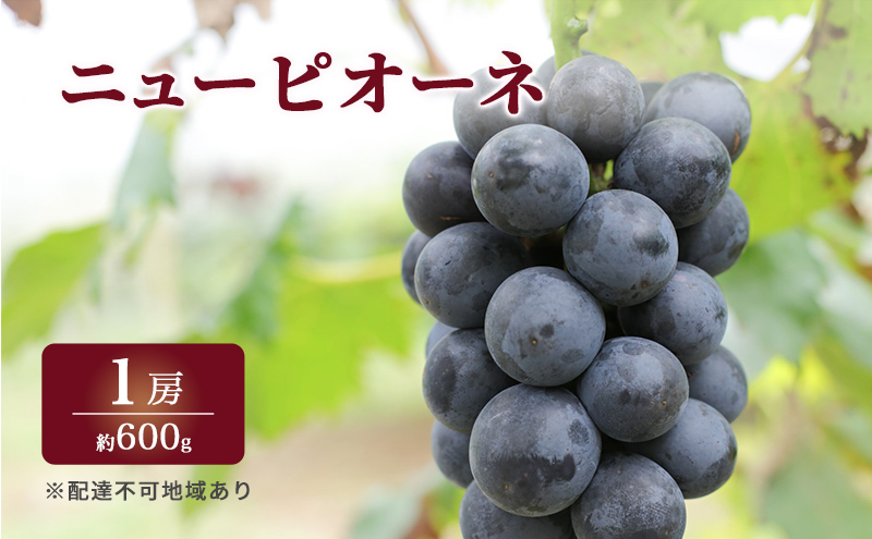 
ぶどう 2024年 先行予約 特選 ニュー ピオーネ 1房 約600g ブドウ 葡萄 岡山県産 国産 フルーツ 果物 ギフト いろは堂
