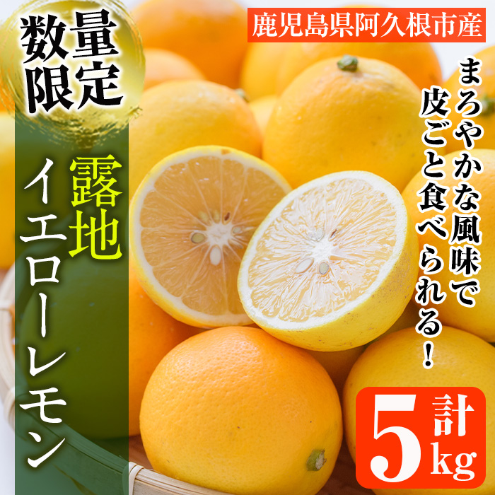 ＜先行予約受付中！2025年12月中旬以降順次発送予定＞数量限定！露地マイヤーイエローレモン(5kg) 国産 檸檬 イエローレモン オレンジ 果実 果物 フルーツ 柑橘【桐野柑橘株式会社】akn070-11