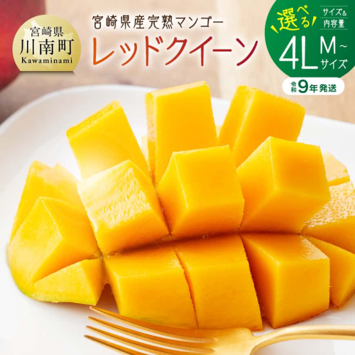 ※内容量が選べる※【令和9年発送】宮崎県産完熟マンゴー　「レッドクイーン」Lサイズ～4Lサイズ 【 果物 フルーツ マンゴー 宮崎県産 完熟マンゴー みやざきマンゴー 先行予約 数量限定 期間限定 】