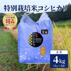 【50セット限定】令和5年産 新潟上越清里産 特別栽培米コシヒカリ4kg(2kg×2袋)玄米