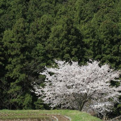 ふるさと納税 東温市 〈坂本自然農場 穂田琉〉特別栽培米:コシヒカリ　精米2kg |  | 02