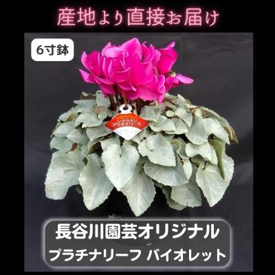ふるさと納税 北茨城市 【長谷川園芸オリジナル品種】北茨城産シクラメンプラチナリーフ 6寸 バイオレット ※11〜12月出荷