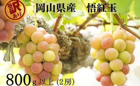 訳あり 悟紅玉 旧ゴルビー 2房(計800g以上) 産地直送 朝採れ ぶどう 葡萄 岡山 Kawahara green Farm 岡山県産 2026年