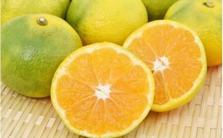 みかん 由良早生みかん 約10kg【2026年11月上旬頃～11月中旬頃に順次発送】【nkmr0022】