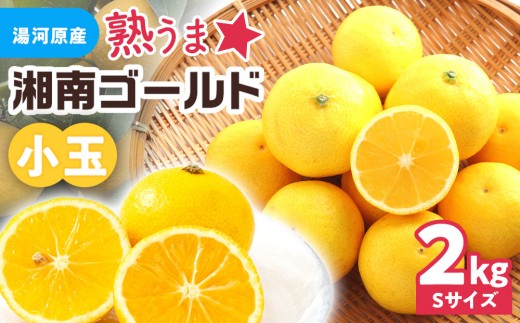 【希少フルーツ】熟ウマ☆小玉・湘南ゴールド(Sサイズ)　2kg　2027年3月上旬～3月中旬頃発送予定 | 湯河原町 小玉 Sサイズ 2kg 種なし 柑橘類 地域特産品