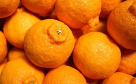 【お味濃厚】紀州有田産の大玉デコポン約5kg(12玉～15玉入り・青秀以上) ※2024年1月中旬～2024年3月下旬頃に順次発送予定【tec811】