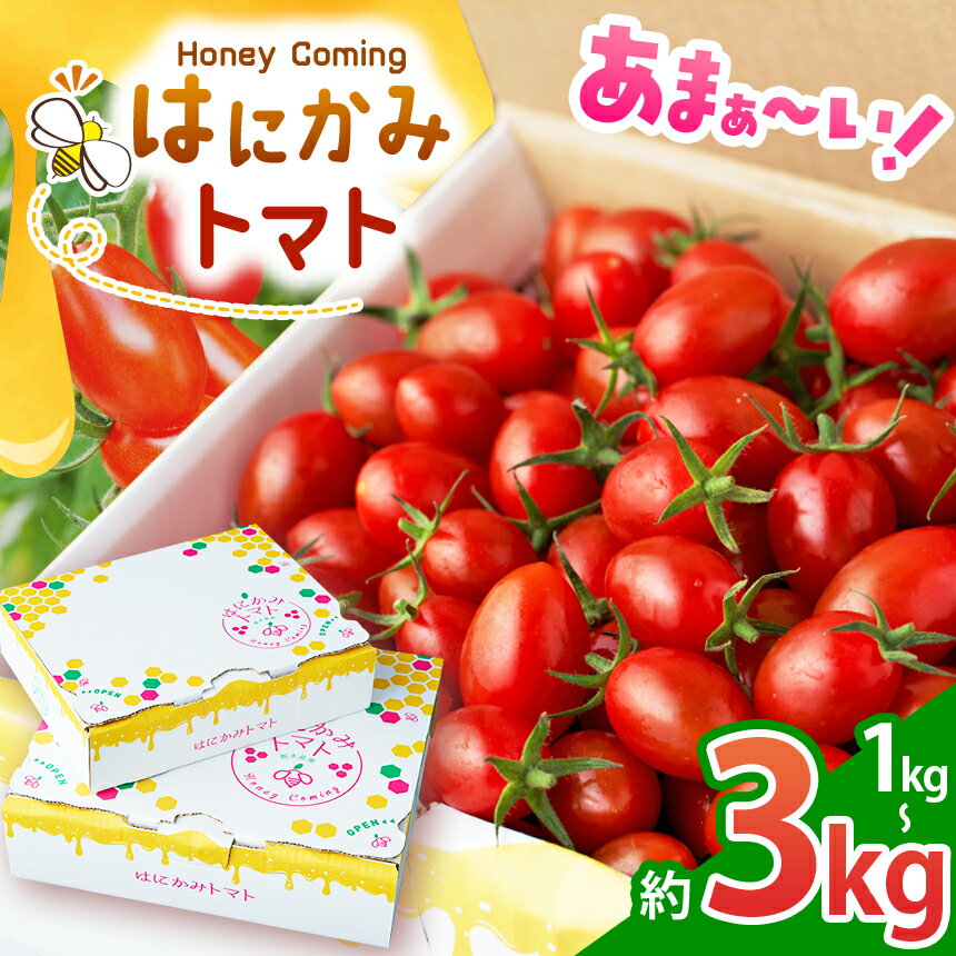【ふるさと納税】トマト 太陽の恵みをたっぷり浴びた はにかみトマト【先行予約】選べる 1kg 2kg 3kg ｜ 野菜 トマト フルーツ トマト ミニトマト 特産品 栃木県 真岡市 人気 お試し リコピン 豊富 1キロ 寄附 ベジタブル 果物 人気 高評価 野菜ランキング 1位 獲得