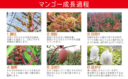 マンゴー【2026年発送】40年続く老舗農園の沖縄県産マンゴー 約2kg 秀品【有機JAS】