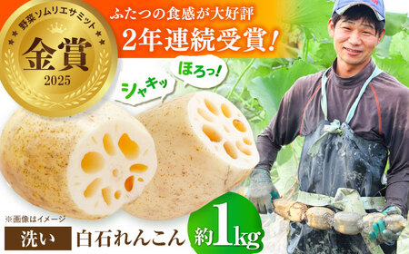 野菜ソムリエサミット金賞 れんこん約1kg / れんこん 2026年8月～発送  [IDC001]
