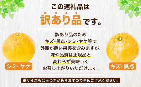 先行予約 熊本大見柑 (不知火) 訳あり 2kg (6～13玉) 【2027年2月上旬から2027年2月下旬発送予定】