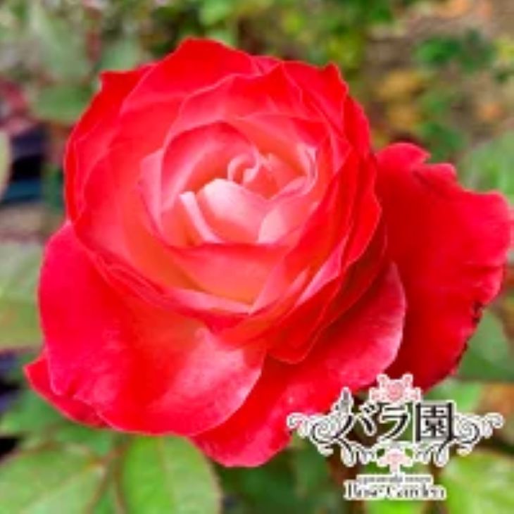 花巻温泉バラ園 オリジナル品種「ハートローズ95」大苗<2026年3月より随時発送> 【2049】