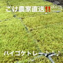 【ふるさと納税】123-14 こけ 専門農家直送!! ハイゴケ（育苗トレー入り）6枚 / 管理方法の説明書付き 植物 苔 ゴケ インテリア 静岡県 苔g(こけじぃ)