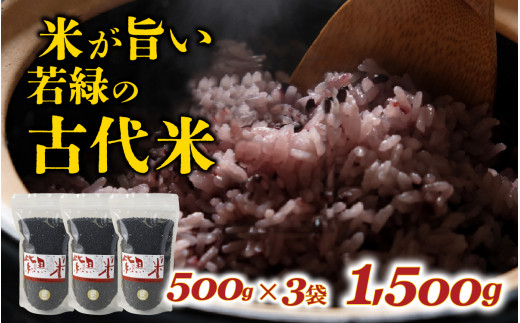 若緑の古代米 500g×3袋 計1.5kg / こめ 米 おこめ 黒米 ご飯 国産 栄養 アントシアニン 常温 雑穀米 紫黒米