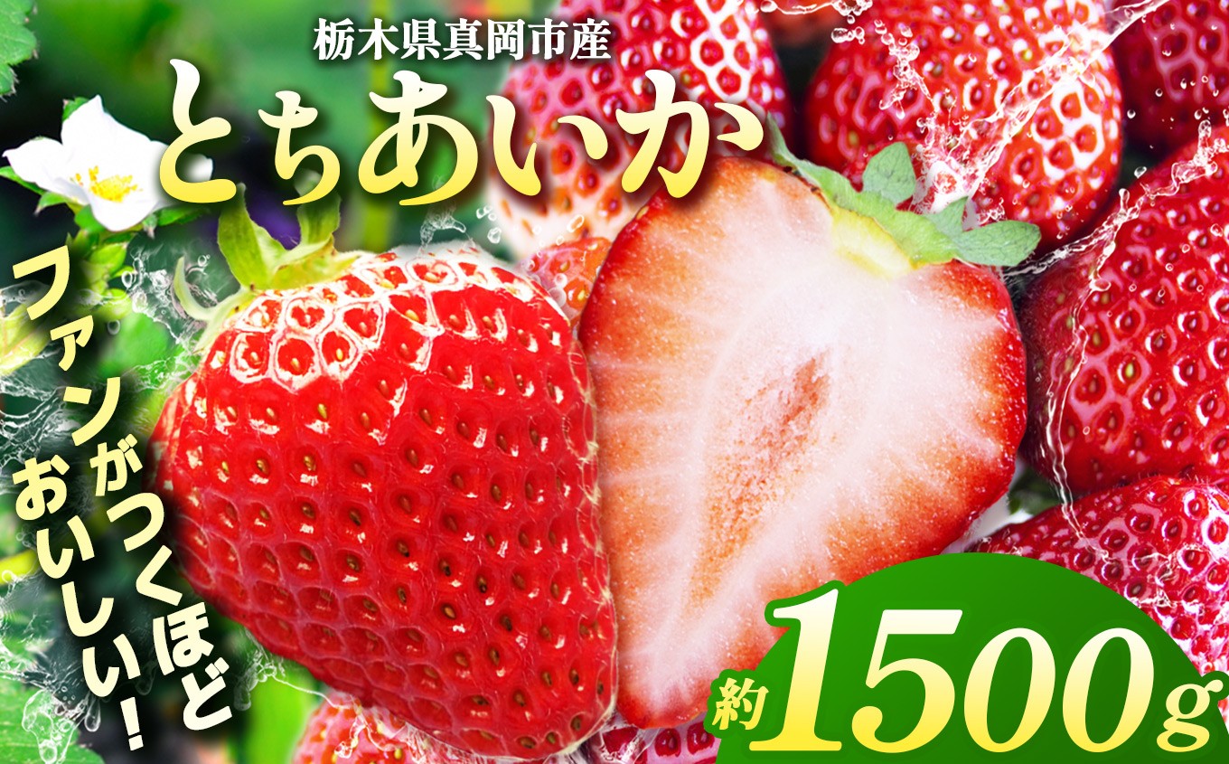 
                  【2027年 先行予約受付中！】 選べる発送月 鮮度抜群！朝採れ旬のとちあいか  1500g以上 ｜ 発送 真岡市 栃木県 送料無料 いちご イチゴ 苺 ストロベリー 
                