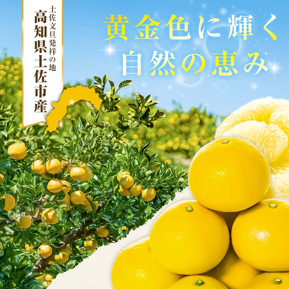 【日本ギフト大賞2024受賞】先行予約 園主こだわり土佐文旦 【大玉5kg】（3L～2L） 2027年1月下旬より順次発送 家庭用 ぶんたん ブンタン 柑橘【やの一果彩】 [BQAC002]