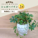 【ふるさと納税】シュガーバイン 陶器植え (白) / 陶器 観葉植物 鉢植え 植物 インテリア / 大村市 アトリウム琴花園[ACAB012]