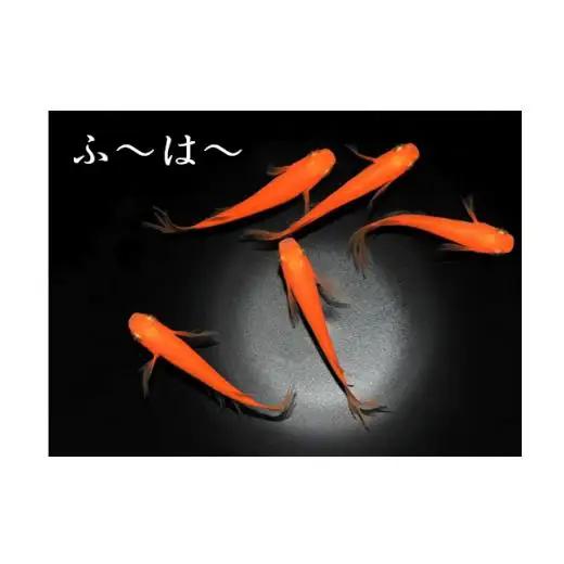 メダカ「ふ～は～」3ペア