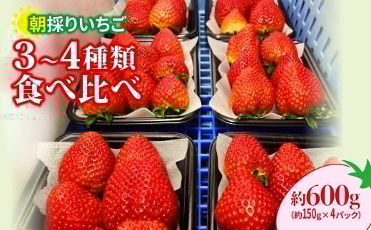 いちご 食べ比べ 150g×4パック 600g | コク 甘み 朝採れ イチゴ 苺 高品質 たっぷり 新鮮 完熟 旬 ストロベリー 高級 産地直送 果汁 甘い あまい 人気 高評価 高糖度 ごほうび プレゼント 朝採れ やよいひめ ななか 恋みのり あまおとめ あすかルビー 贈答用 群馬県 前橋市