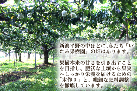 【2026年先行予約】新潟県産 厳選 秋麗梨 5kg（10～14玉）《8月中旬以降発送》果物 フルーツ しゅうれい 日本梨 にほんなし 加茂市 いたみ果樹園 
