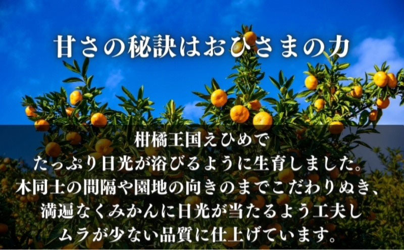 【 かんきつ 3種 定期便 】アレンユーレカ種 レモン ・ せと