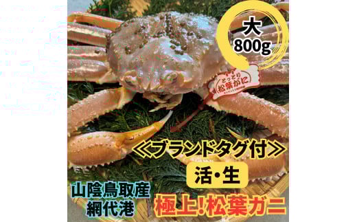 【ブランドタグ付】活！極上松葉ガニ（大）800g 鳥取網代港 岩美 松葉がに ズワイガニ かに カニ カニ鍋 かにすき 焼きがに 日本海 ※お届けは2026年11月中旬～【さかなや新鮮組】【22024】