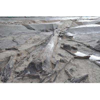 ふるさと納税 日南町 FOSSIL SERIES ラウンドピアス |  | 03