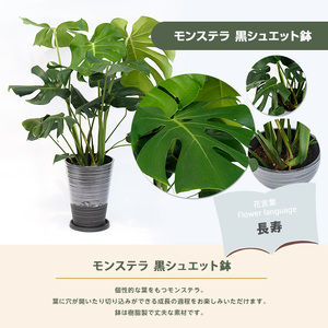 2026年3月上旬～発送 モンステラ 70cm～90cm 黒シュエット鉢 鎌ヶ迫園芸場 IB086-012 観葉植物 観葉植物