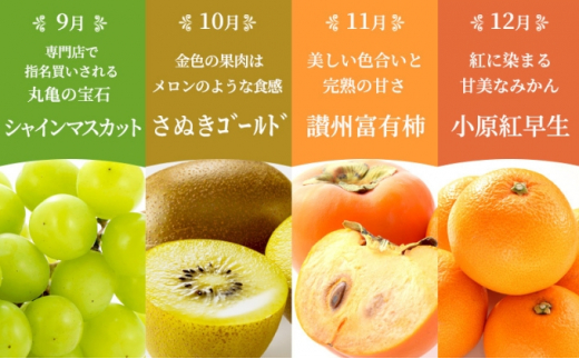 【百果繚乱】 フルーツ 定期便 12ヶ月 城下町の果実 セット 詰め合わせ いちご みかん デコポン はっさく びわ 桃 ピオーネ 梨 シャインマスカット ゴールドキウイ 柿 富有柿 さぬきひめ せと