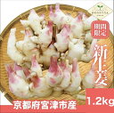 【ふるさと納税】新生姜 京都府宮津産 25年発送分受付_新生姜 1.2kg 生姜 しょうが ショウガ 野菜 薬味 瑞々しい 甘酢漬け 宮津市 京都府　お届け：2025年9月下旬ごろから配送開始