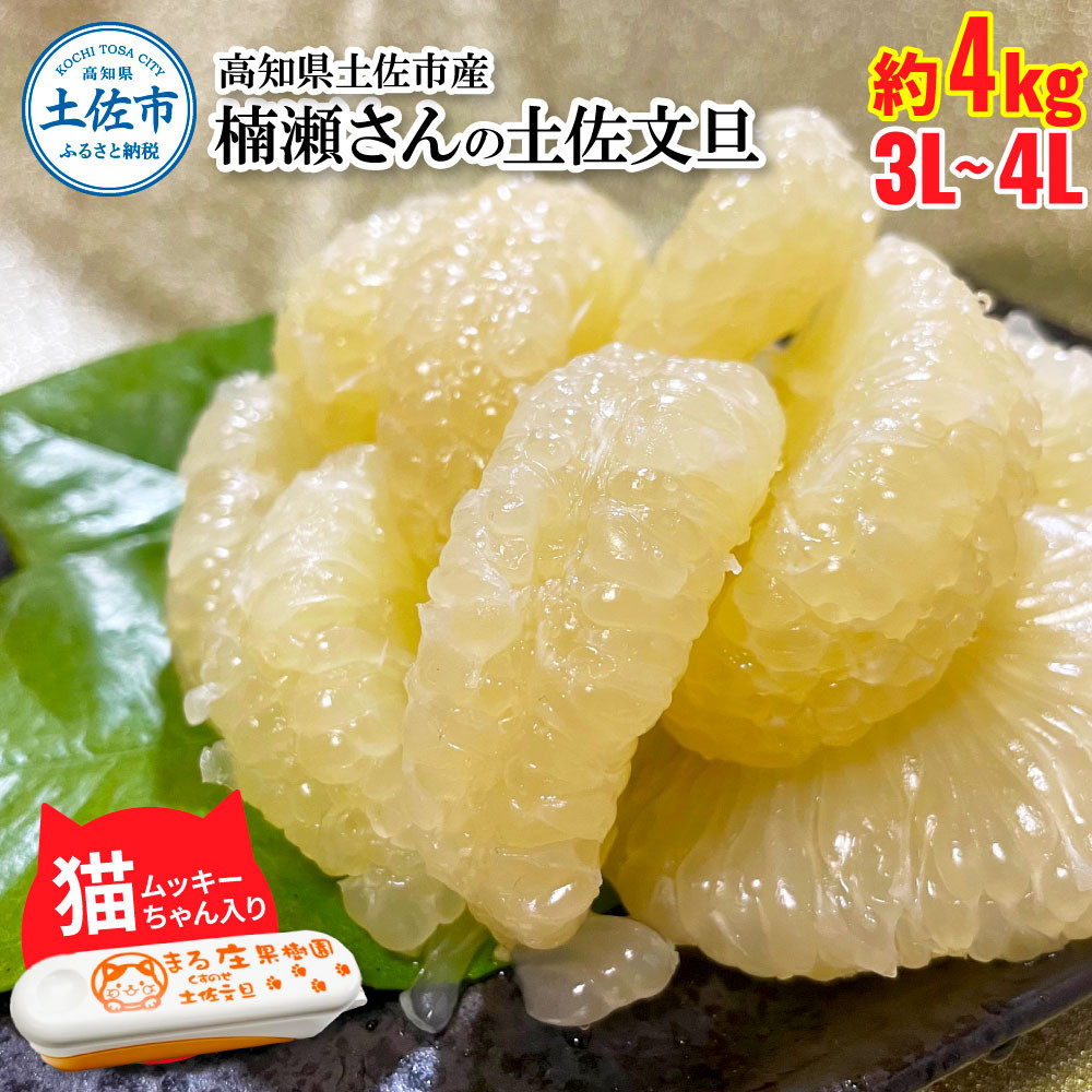 
            楠瀬さん土佐文旦 約4kg 2L~3Lサイズ 猫ムッキーちゃん入り 7玉前後 ぶんたん ブンタン フルーツ 柑橘 みかん 果物 くだもの 柑橘類 デザート 贈答用 プレゼント ギフト 家庭用 国産
          