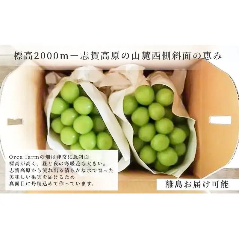 ぶどう 冷蔵貯蔵 シャインマスカット 2房 1kg ぶどう