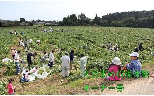 【2024年10月頃　収獲体験】枝豆オーナー券