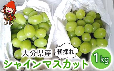 糖度計使用 シャインマスカット 1kg (約２房) いわき農園 葡萄 ぶどう ブドウ 数量限定 新鮮 産地直送 果物 くだもの フルーツ ギフト 大分県産 九州産 中津市 熨斗可