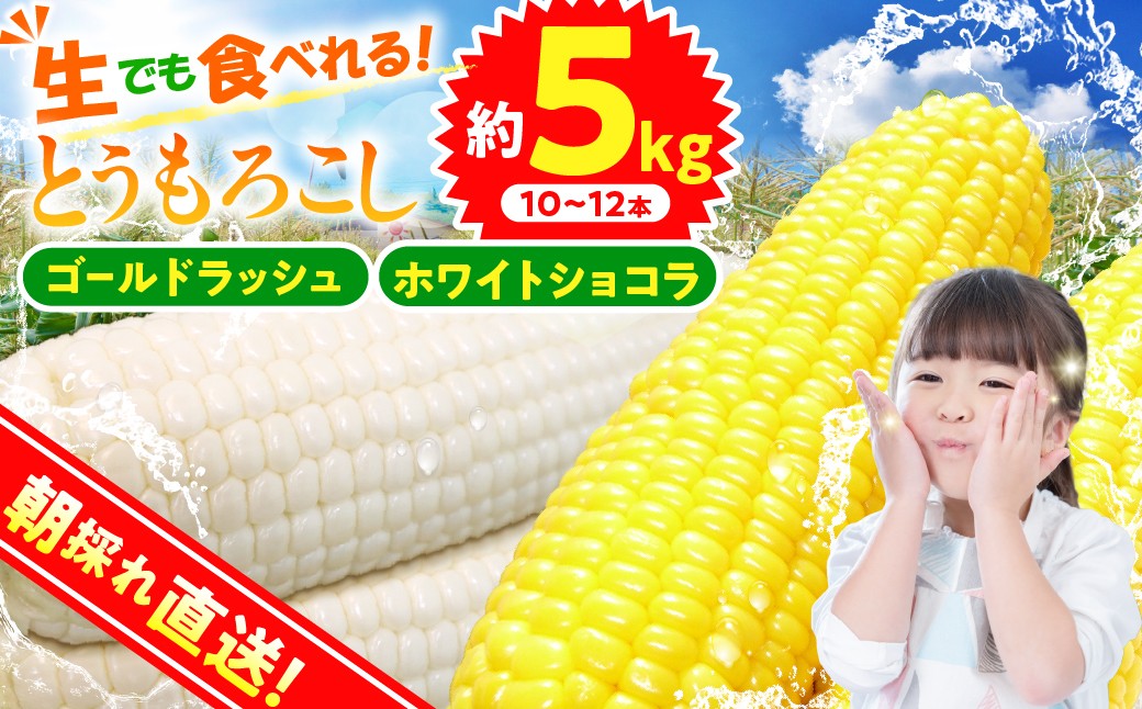 
                  ★2027年先行予約★富士北麓忍野村の気候、水、自然で作られた朝採りトウモロコシ《ゴールドラッシュ・ホワイトショコラ》詰め合わせセット10本～12本（約5kg）
                
