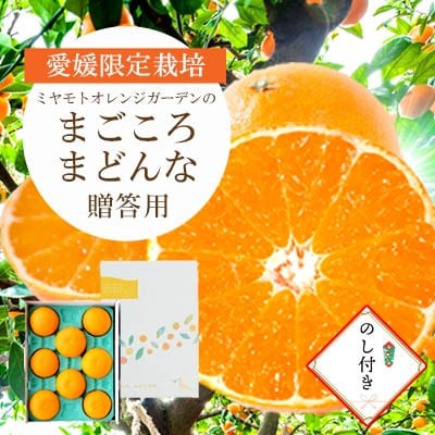 【2025年11月より順次発送】まどんな (愛媛果試28号) 贈答箱入り のし付き【D25−170】【1536523】