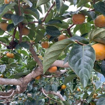 ふるさと納税 有田川町 たねなし柿　赤秀品　2Lサイズ(11〜12個)【マルシ農園】 |  | 01