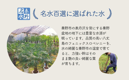 観葉植物 フェニックスロベレニー ロベ 10号（鉢下から葉先まで約H170cm～190cm）059-01 | 観葉植物