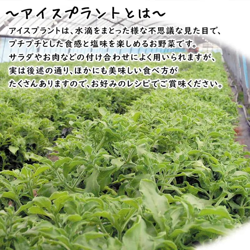 『先行予約』【11月中旬より順次発送】アイスプラント(70g×30パック)