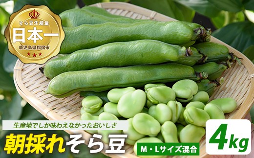 
            【2026年2月下旬～発送】鹿児島県指宿市産 そら豆 約4kg M・Lサイズ混合 (西村商店/024-2076) そら豆 ソラマメ 鹿児島県産 指宿産 朝採れ 野菜 国産 新鮮 朝取り 豆類 おつまみ おかず
          